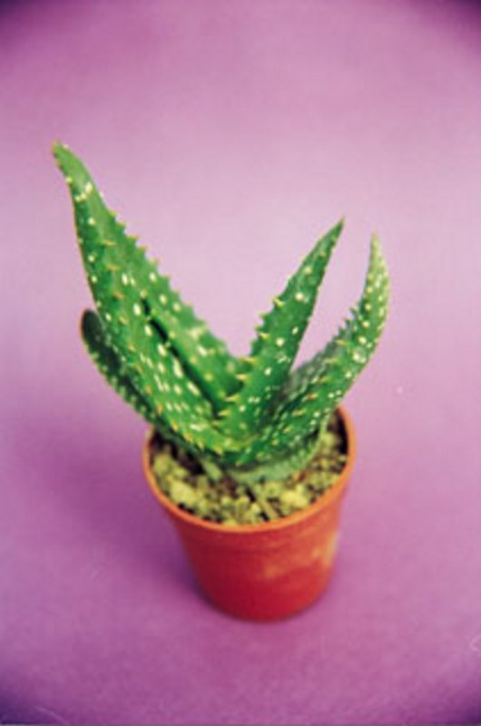Aloe Microstigma.jpg